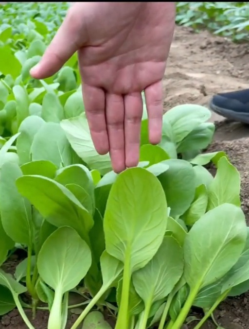 这个菜生长周期短,它就是“鸡毛菜”,口感脆嫩鲜美!