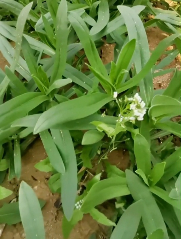 人称“面条菜”,富含大量维生素,种植简单易管理,撒籽成活!