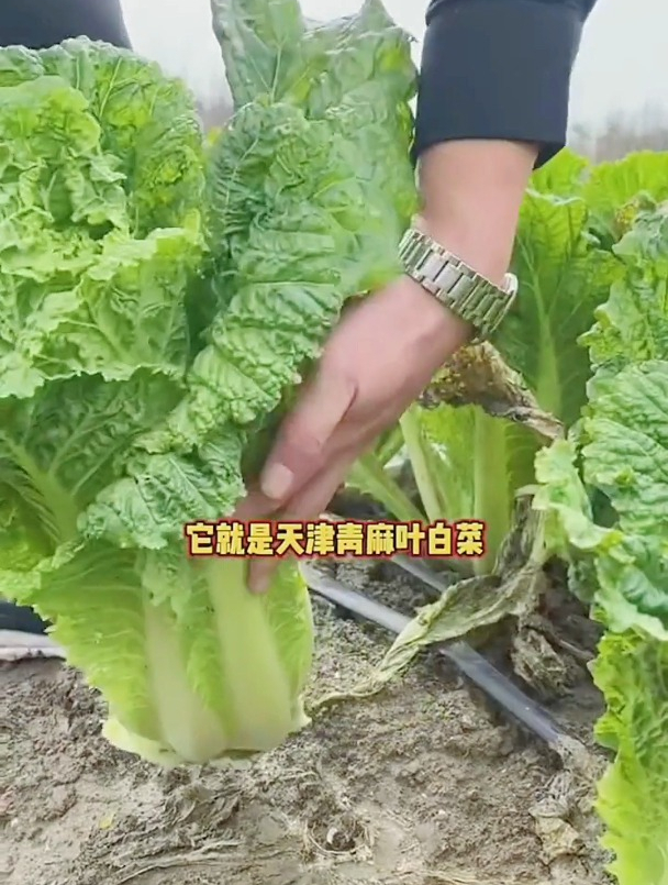 天津人喜欢吃白菜,更喜欢本地青麻叶白菜,手艺人为何这么喜欢?