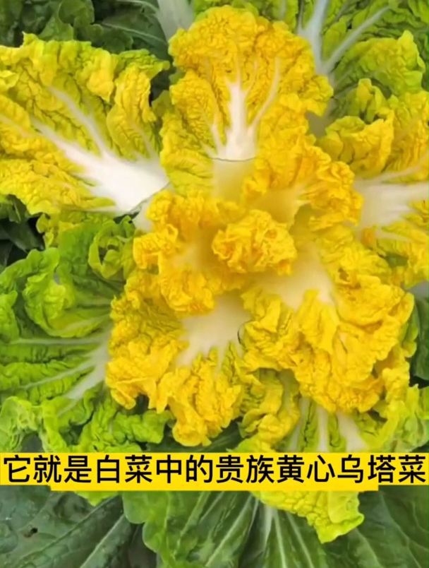 秋冬不种乌塌菜就亏了!身材矮小整株翠绿,极耐严寒口感好