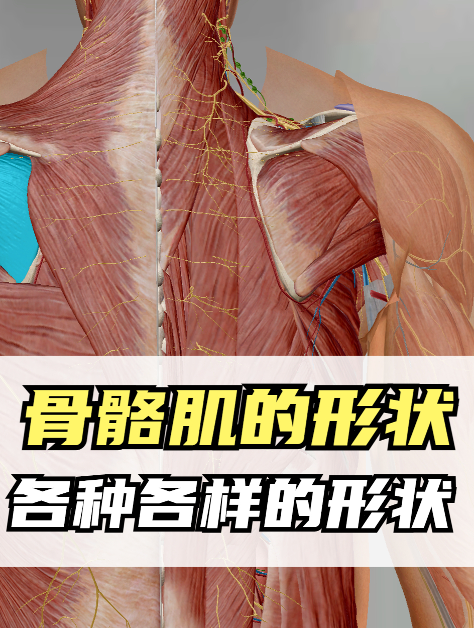 骨骼肌的形状分类,肌肉的形状各不同,能力也各不同