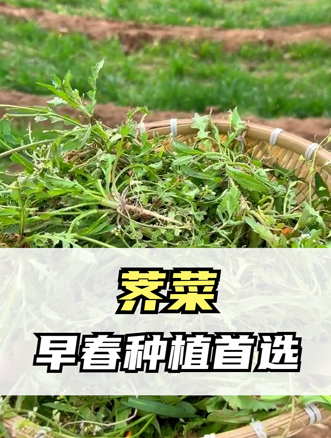荠菜被誉为“癌症克星”,一长一大片,营养价值高,城里人没吃过