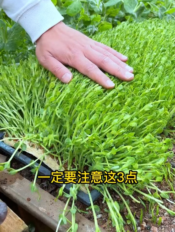 三步种出脆嫩爽口的豌豆尖,够吃大半年!