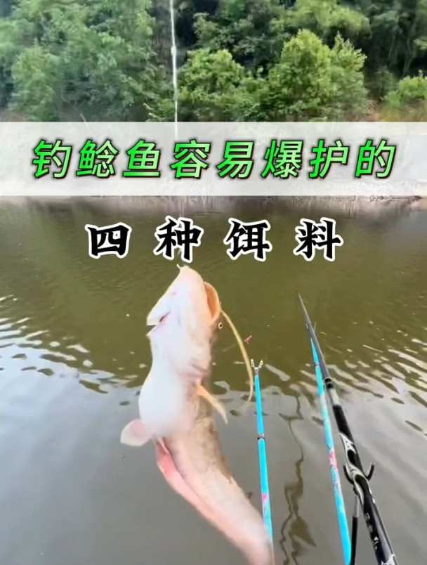 野钓鲶鱼用什么饵好?认准这4种天然饵,很容易钓到!