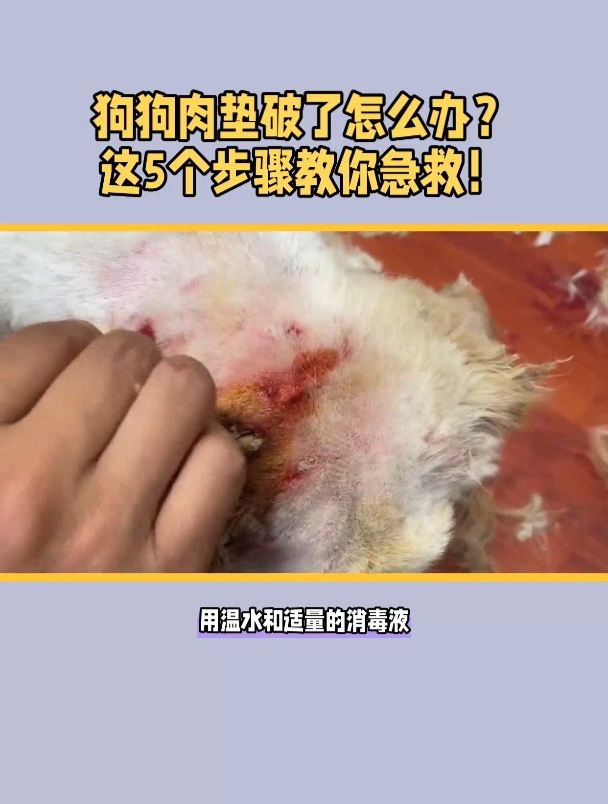 狗狗肉垫破了怎么办