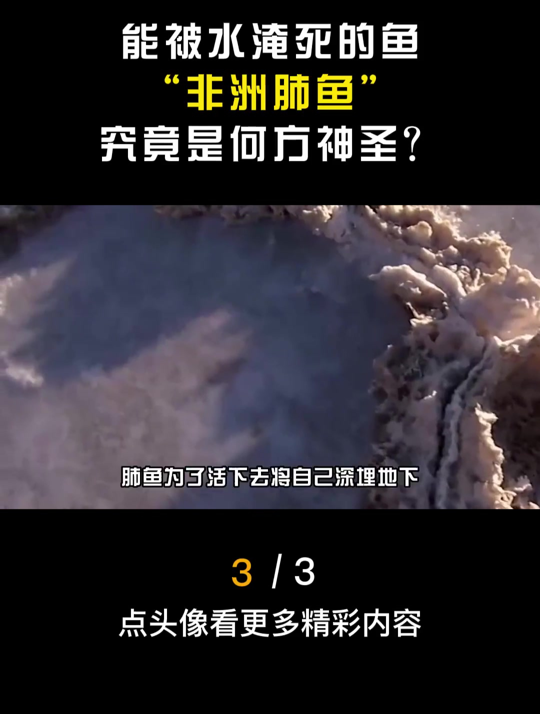 传说中的“不死鱼”,非洲肺鱼的生命力为何如此顽强?