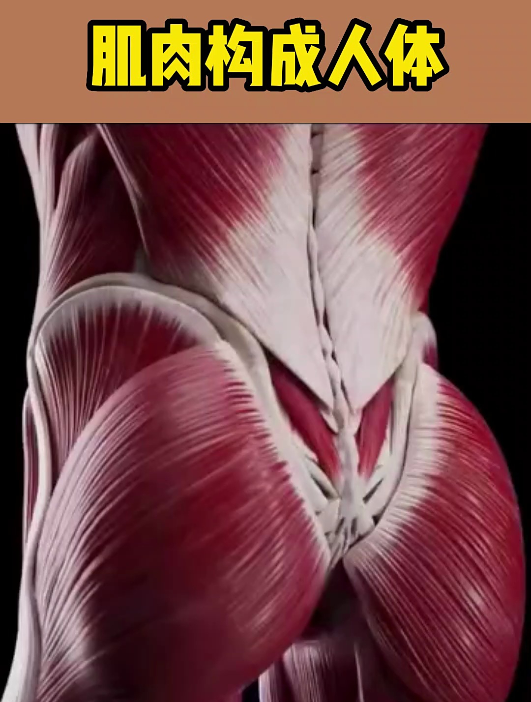 肌肉构成人体(3D动画演示)