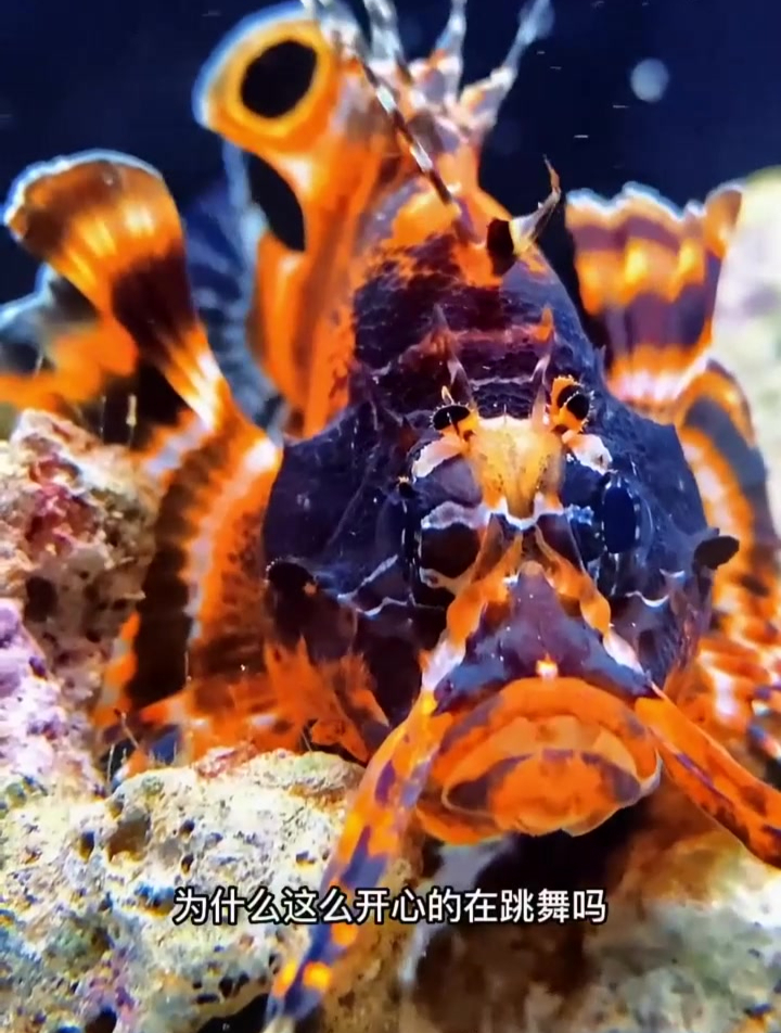 一条会跳舞的鱼就因为吃了一条鱼开心成这个样子