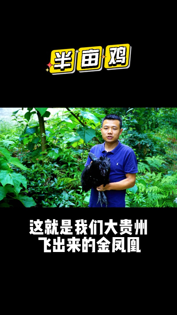 赤水乌骨鸡,贵州飞出的金凤凰