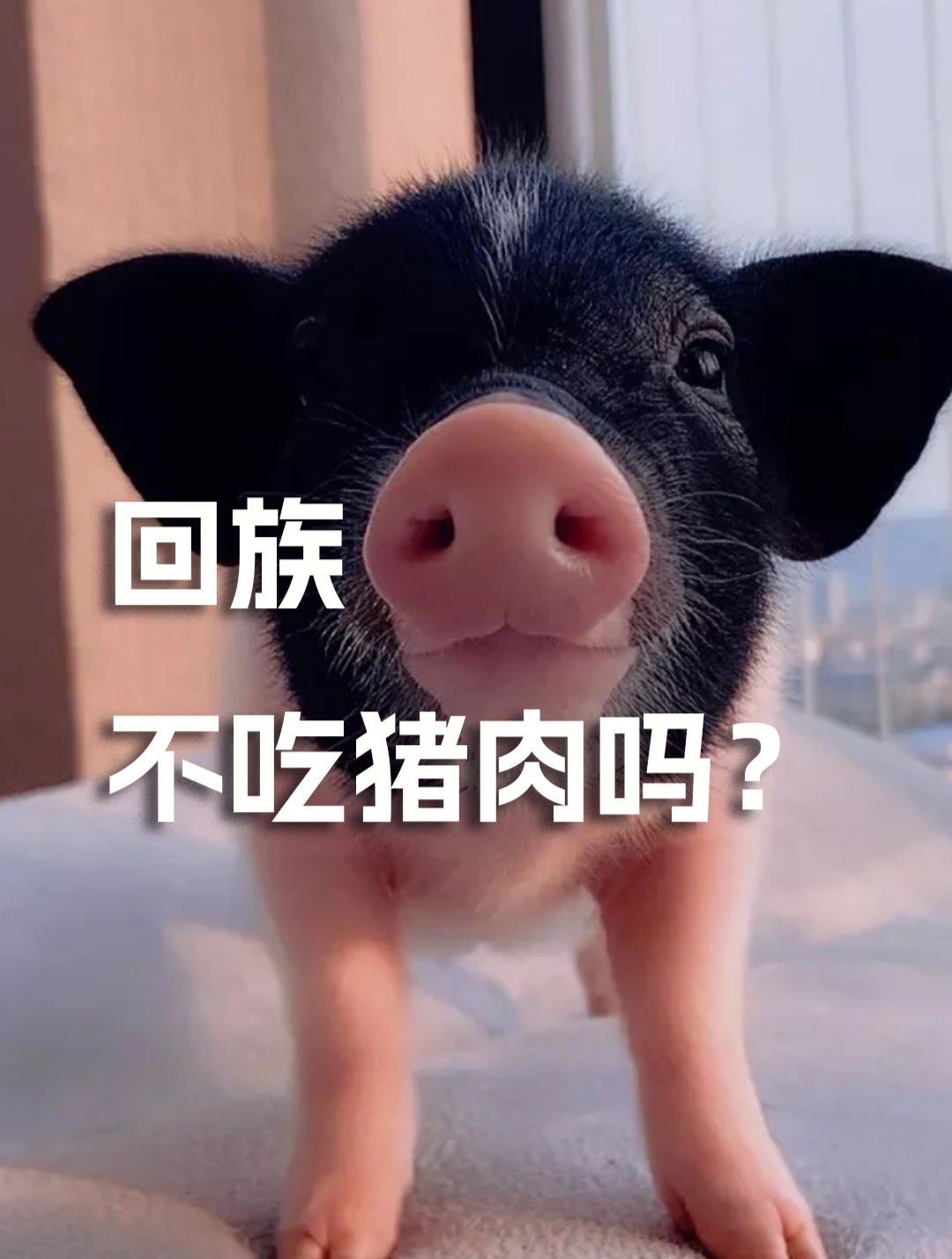 回族真的不吃猪肉吗?
