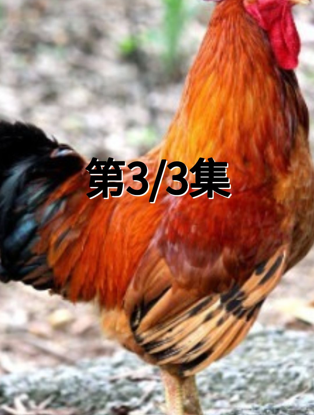 为何发现母鸡学公鸡叫,就将它杀掉?“母鸡打鸣”预示着什么?3