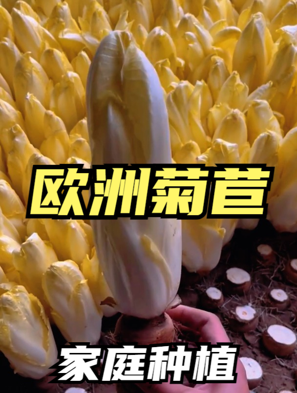 避光生长的“金玉兰菜”,长得像白菜心,生吃多汁香甜!