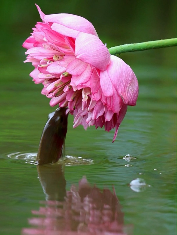 荷塘鱼趣,夏日荷花