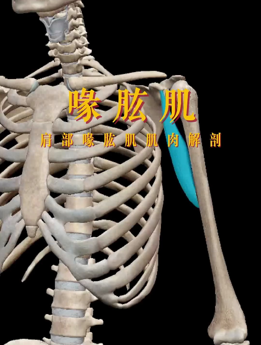 肩部喙肱肌肌肉解剖