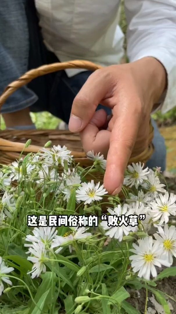 中华苦荬菜别名野苦菜、曲曲菜、败酱草
