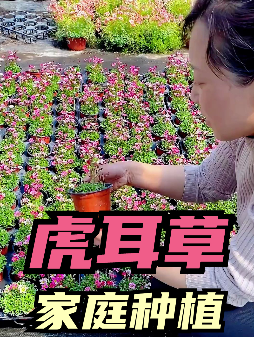 养一盆虎耳草,也就这“几点”,让一盆虎耳草花开满园!