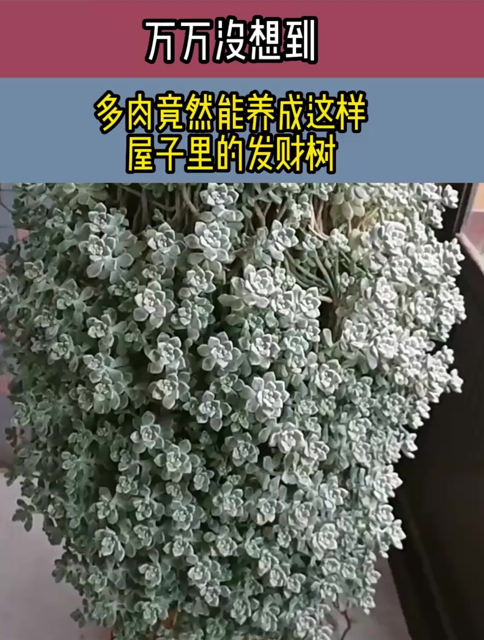 万万没想到,多肉竟然能养成这样,屋子里的发财树