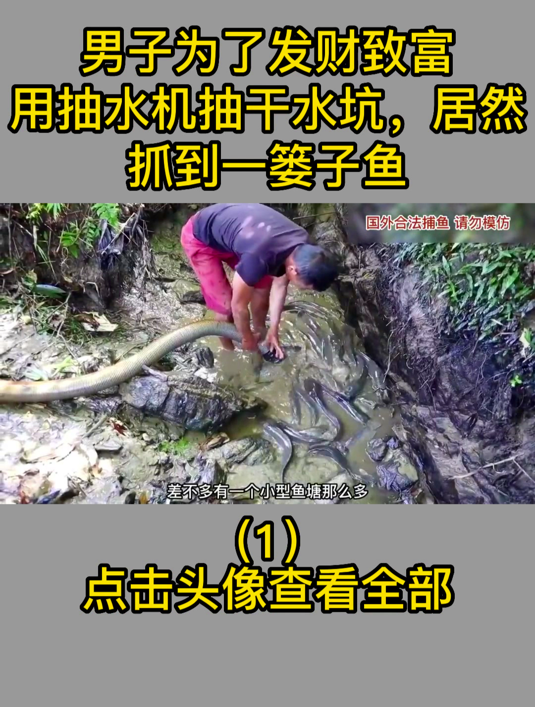 男子为了发财致富,用抽水机抽干水坑,居然抓到一篓子鱼1