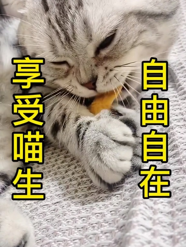 小猫咪有多么喜欢吃薯片