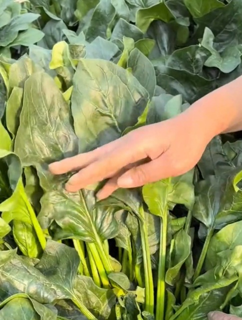 种大叶菠菜有一点很重要,掌握“习性”,菠菜才能长得又大又壮!