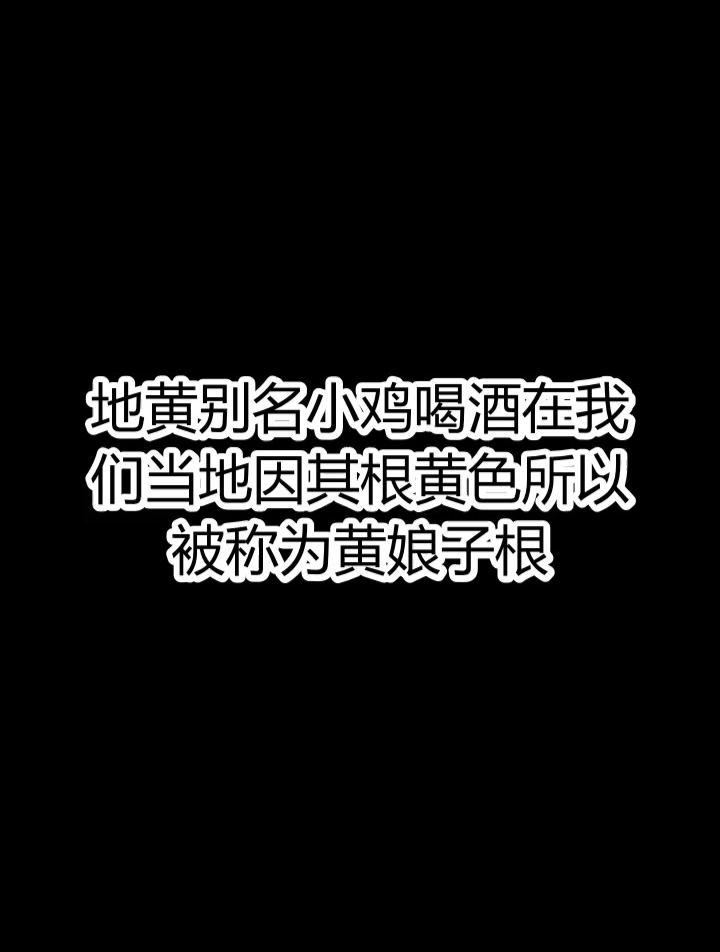 地黄别名小鸡喝酒 在我们当地因其根黄色所以被称为黄娘子根