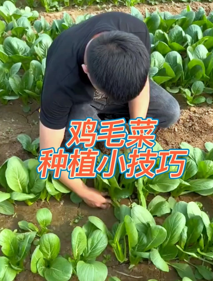 播种十几天就能采摘的“鸡毛菜”,新鲜脆嫩,最适合阳台种植!