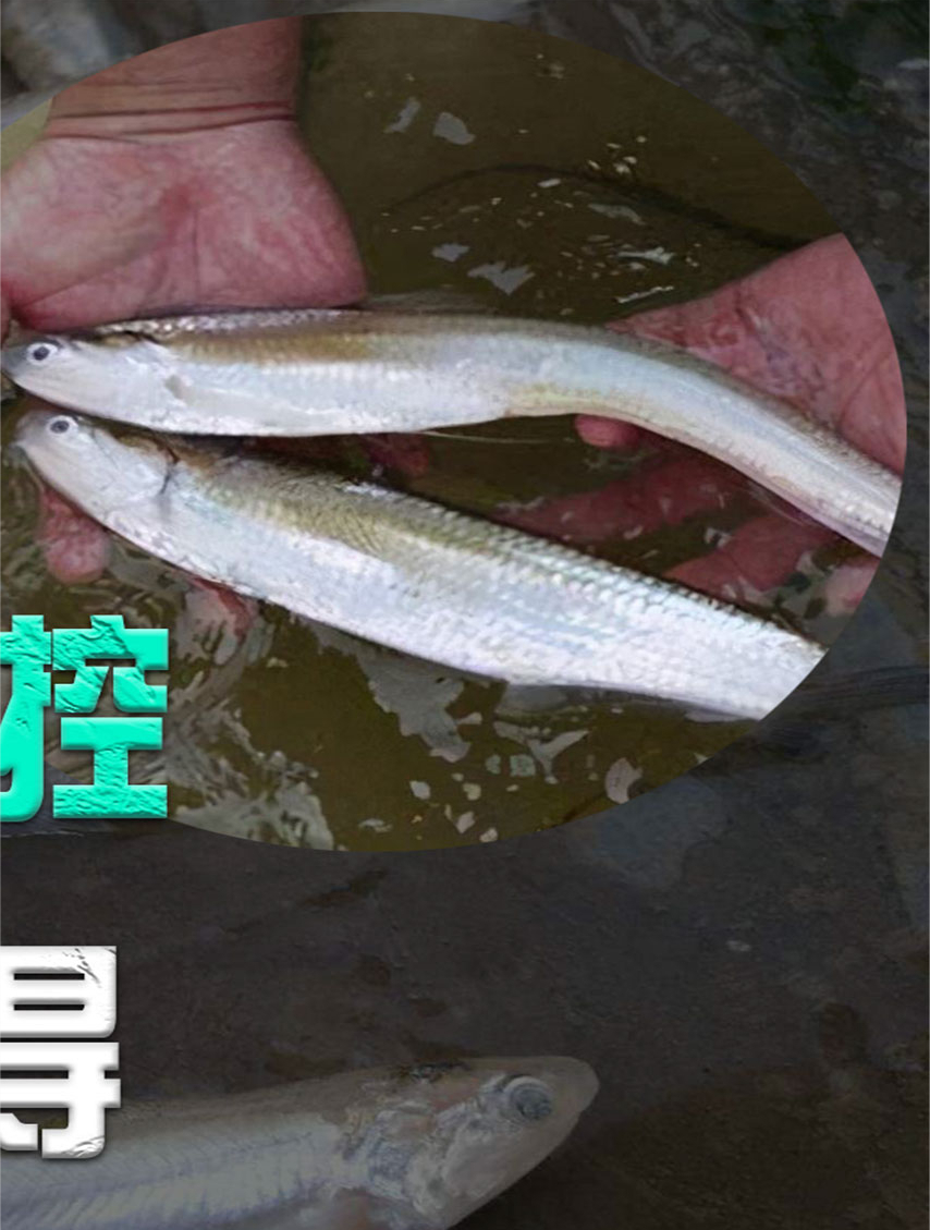 一年捕捞1.5万吨,巢湖毛刀鱼数量“失控”?长江禁渔一举两得?