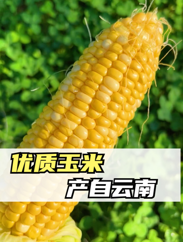 南高山金银水果玉米,了解生长环境和营养成分,安心健康享用