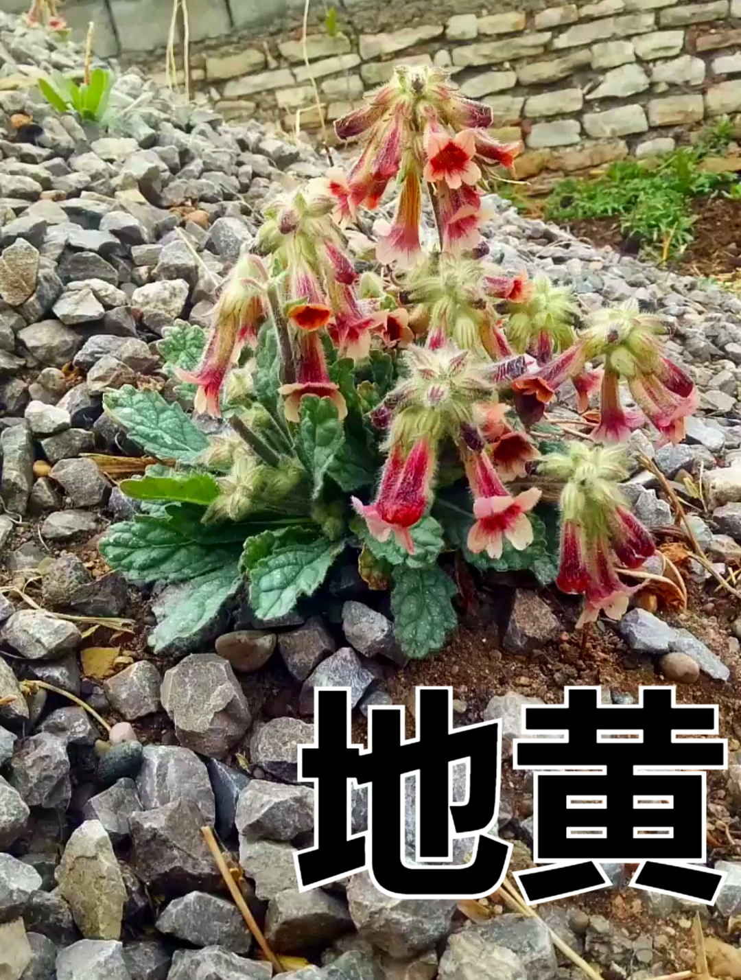 植物科普:地黄,具有滋阴补肾,养血补血的功效