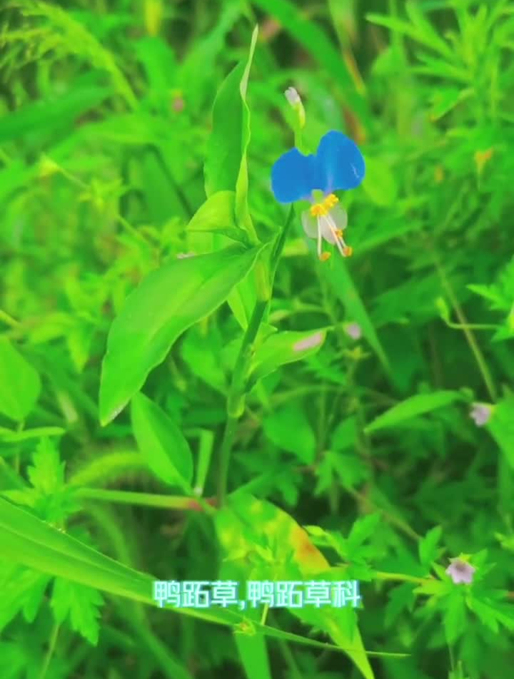 鸭跖草,鸭跖草科,鸭跖草属一年生披散草本