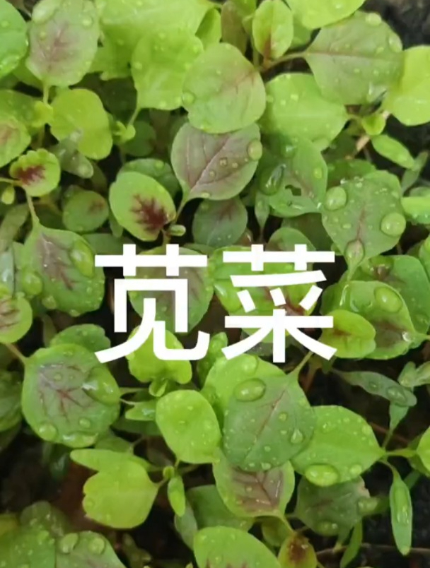 苋菜可以种到阳台上?看看别人都是怎么种地,收割一茬又一茬!