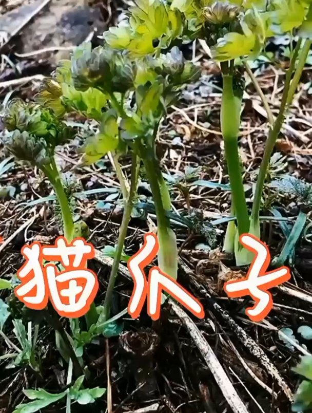 农村这种“野草”长得像猫爪子,看似不起眼,药用价值极高!