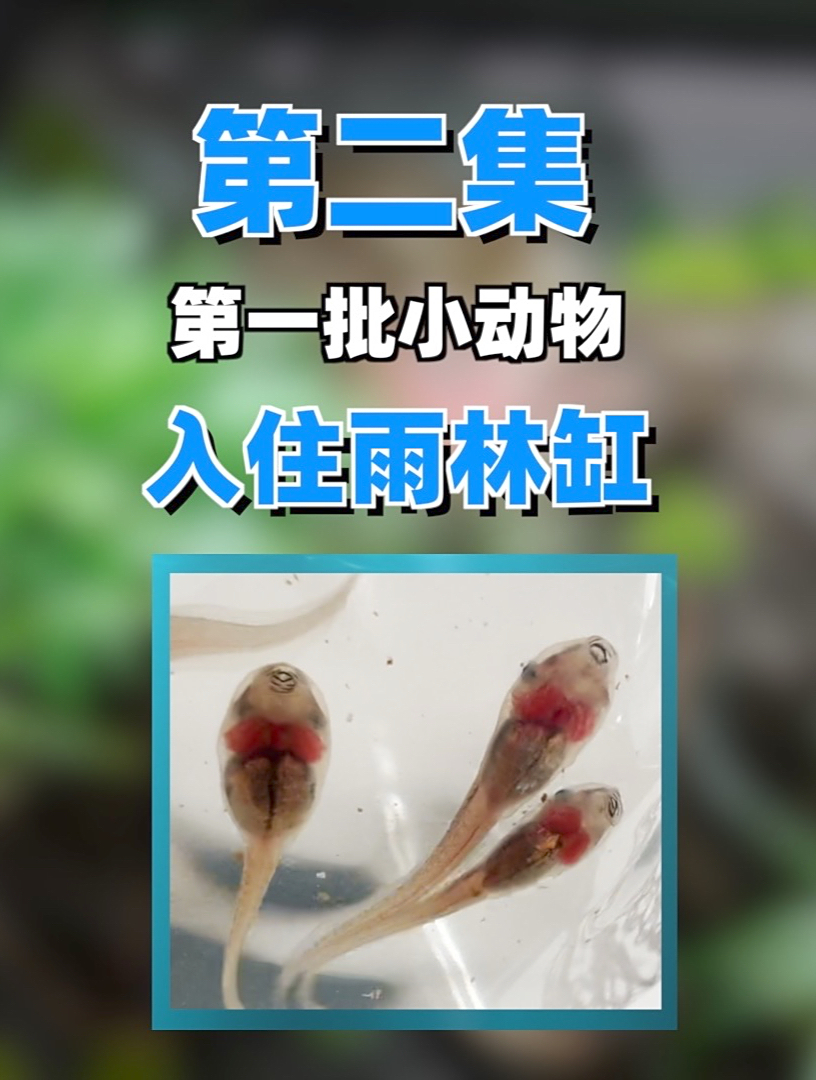 四个月做出的雨林缸，自己孵化出了小动物！
