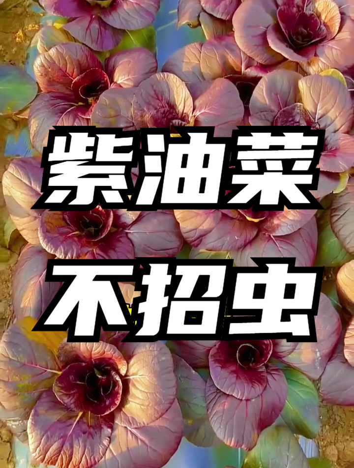 油菜中的贵族紫油菜,含丰富维生素和钙,从种到收竟然只需一个月