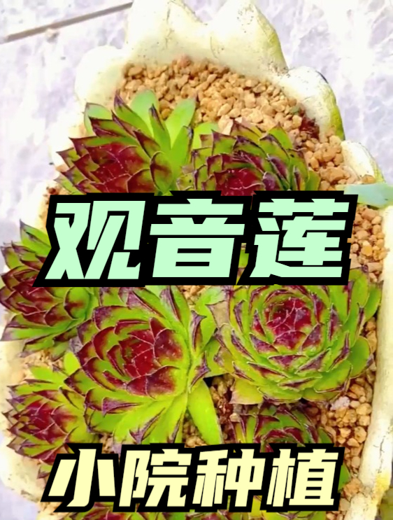 观音莲多肉怎么养?学会这“几点”,冒出满盆小莲花,佛系无边!