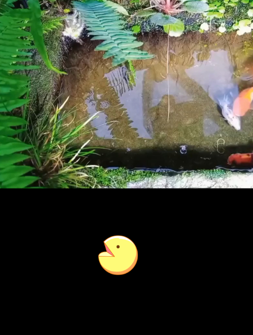 古法生态缸边沿植物怎么种?教程来了,只要有苔藓就能完美解决
