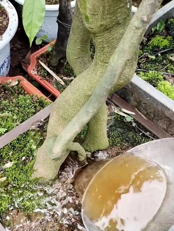 饼肥水好用大家都知道,肥效持久稳定,还能活化改良土壤