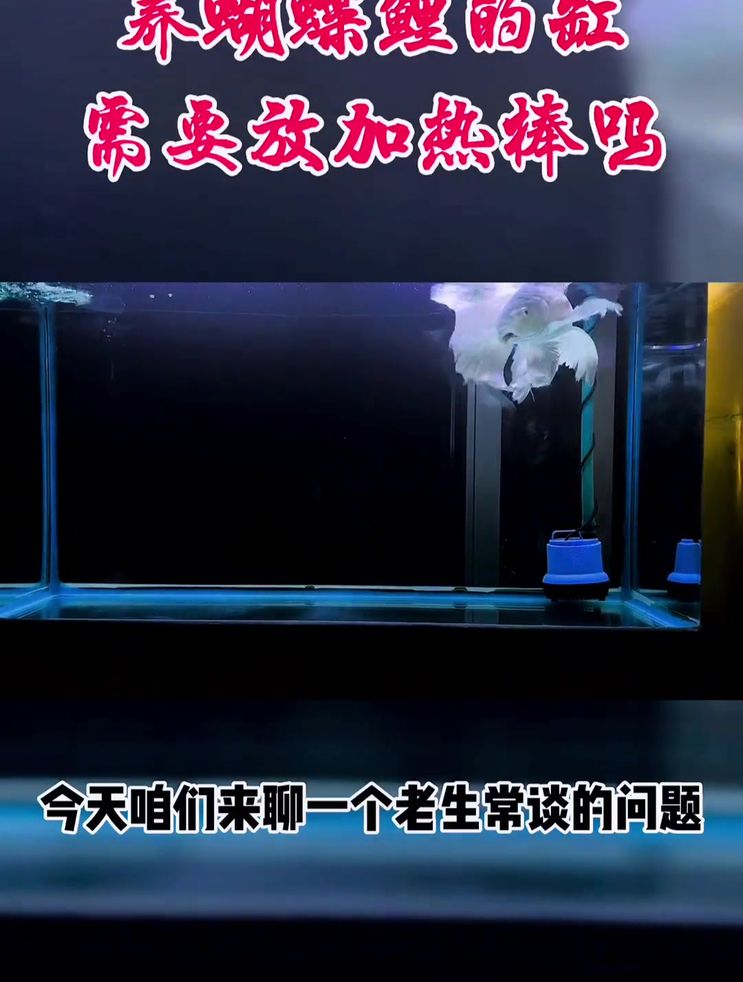 养蝴蝶鲤需要放加热棒吗?