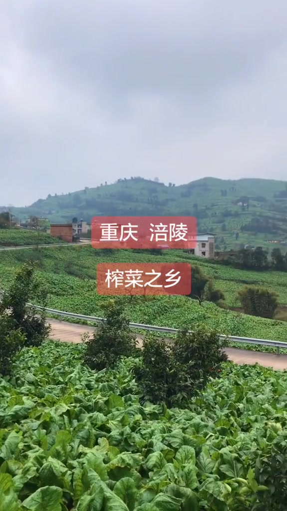 榨菜之乡-涪陵(FuLing)。漫山遍野都是青菜头(做榨菜的)
