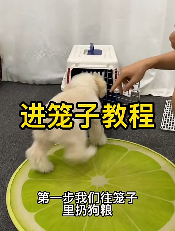 教教会狗狗听口令进笼子