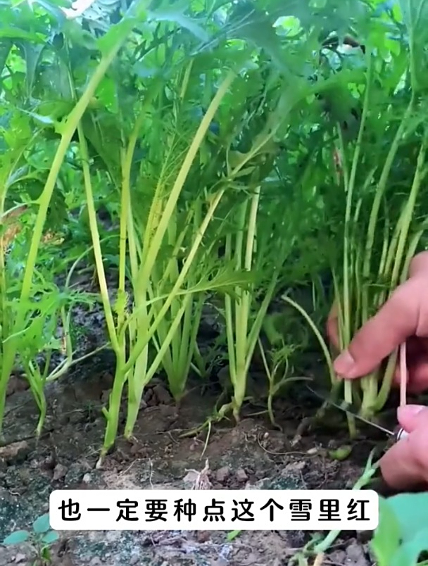这个菜,也叫“春不老”,现在种植可以吃到明年春天