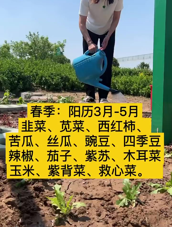 一年四季蔬菜种植时间表,这些是针对于大部分地区