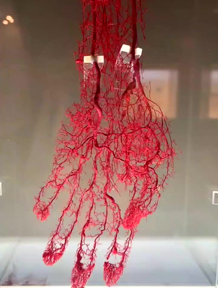 手指上血管分布在两侧,是桡动脉和尺动脉的延续