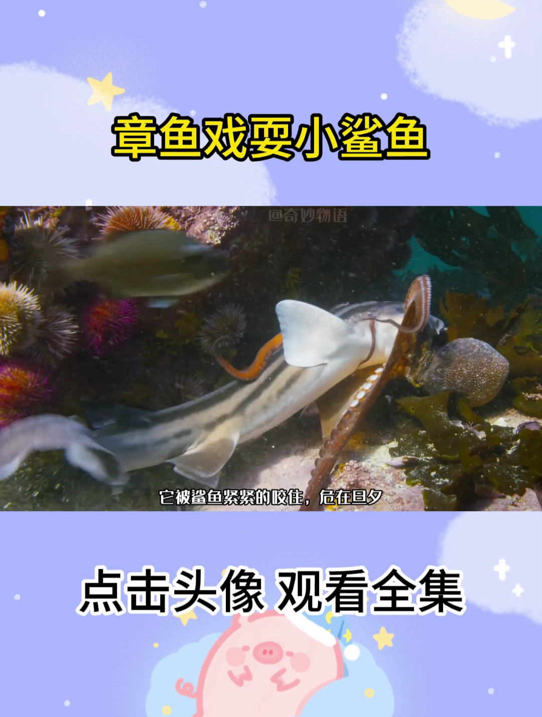 章鱼戏耍小鲨鱼