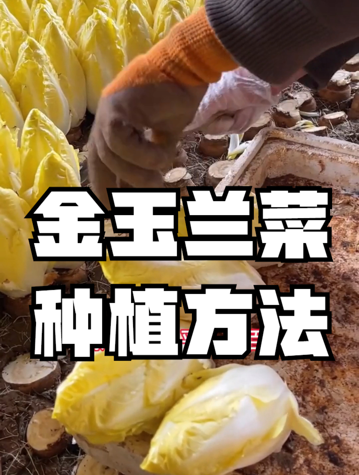 金玉兰菜有一种神奇的生长方式,种植者掌握技能,避免许多弯路