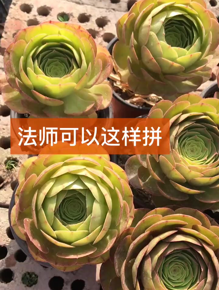 万圣节拼盘,多肉。