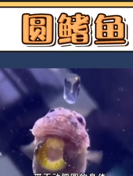 波妞本妞太平洋真圆鳍鱼!