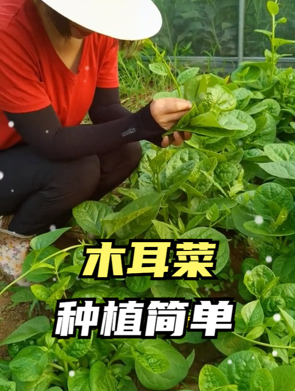 农村有一种蔬菜,长得肥头大耳,生长习性也跟猪似的,摘哪长哪