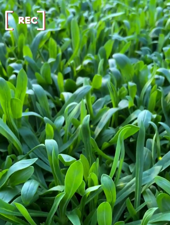 农村俗称的“面条菜”,做馅鲜美,大家都知道好吃,却不知价值