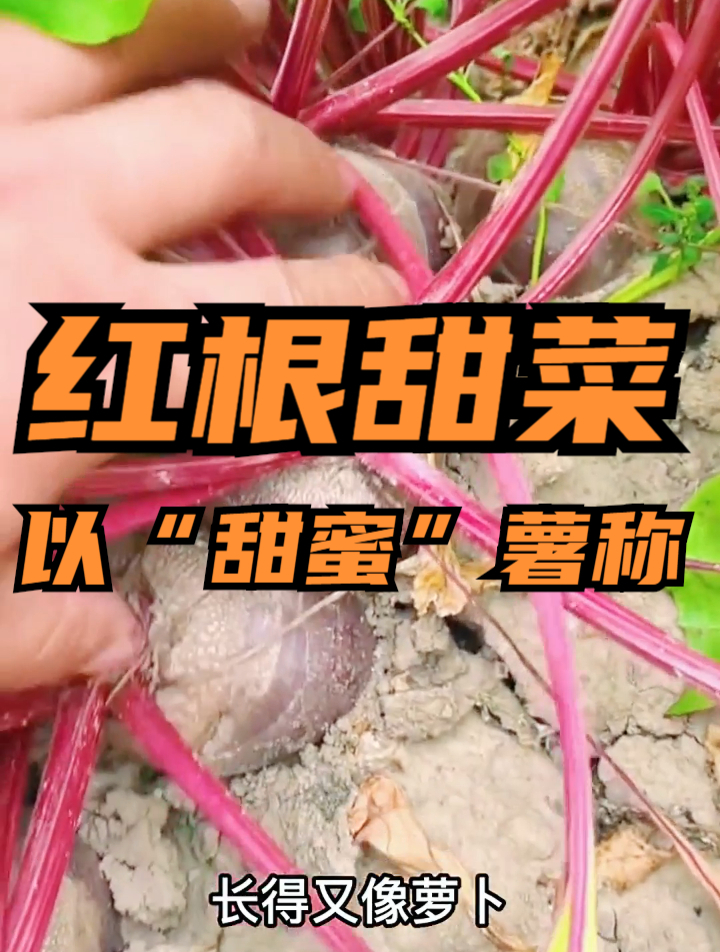 常吃甜菜“赛人参”,尤其是怀孕妈妈,4个好处追着你跑